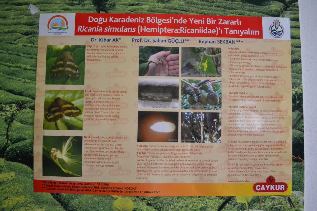 Rize\'de Görülen Kelebek Türü Böcek\'le Mücadele Başladı