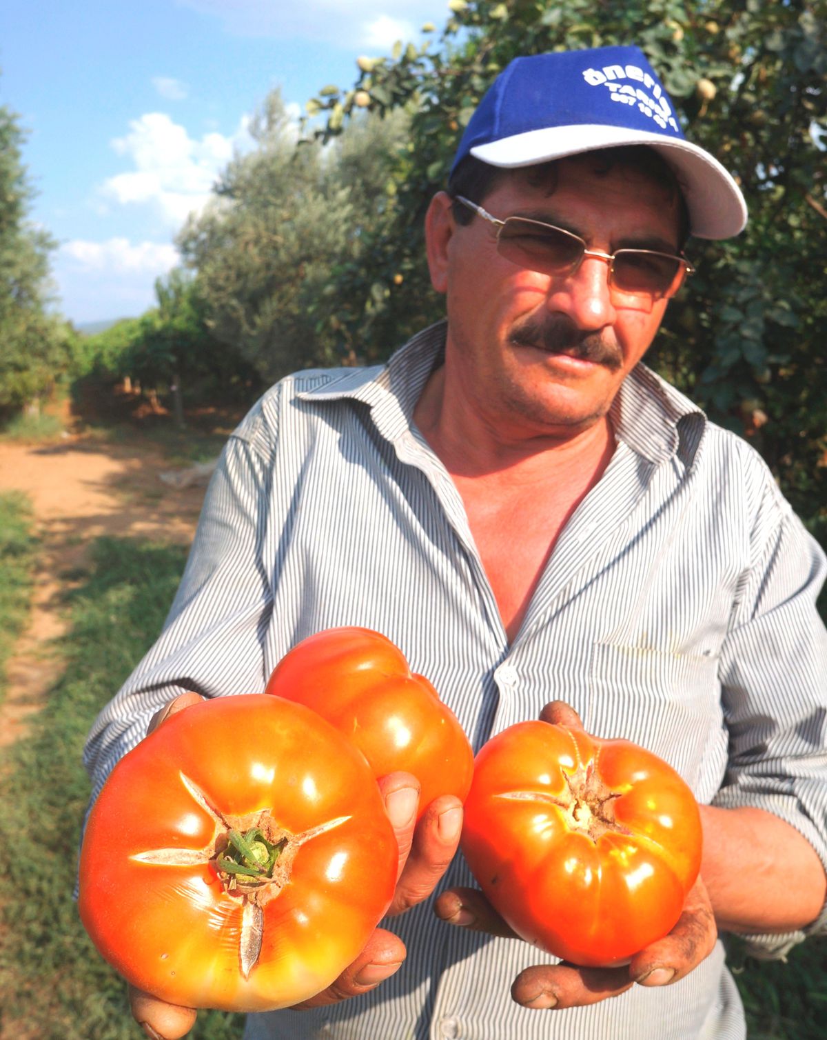 Sarıgöllü Çiftçinin 400 Gramlık Domatesi İlgi Odağı Oldu