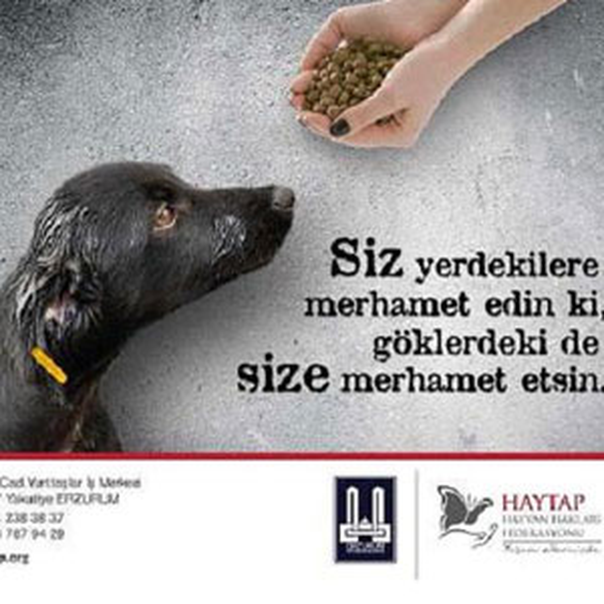 Tatvan\'a Haytap Afişleri Asıldı