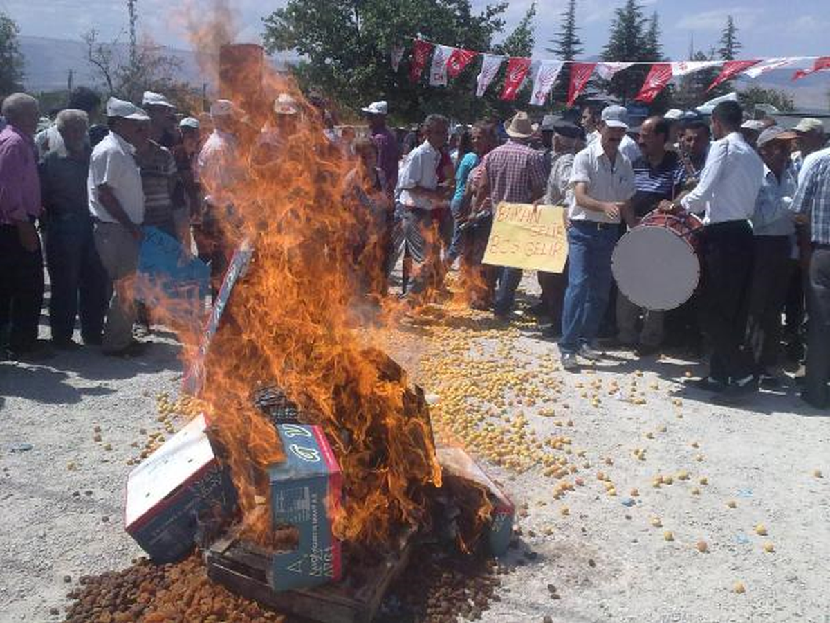 Üretici, Kayısıyı Ateşe Verdi
