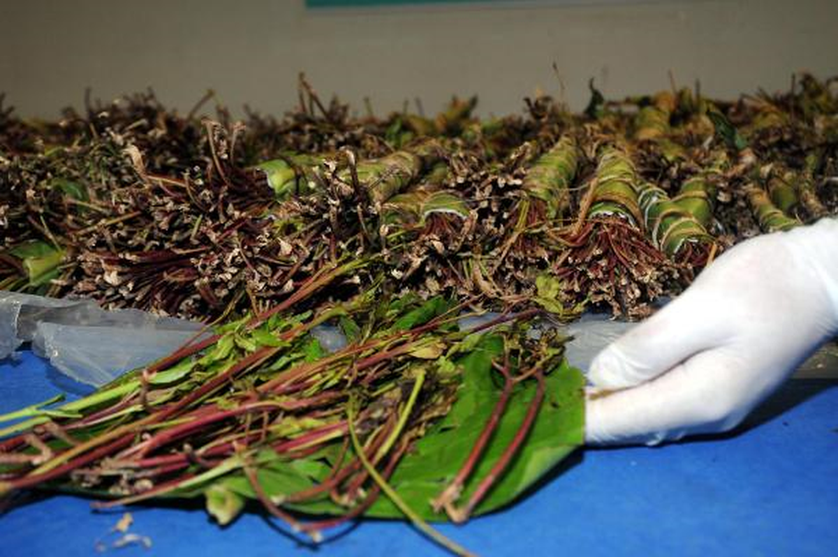 Valizinden "Khat" Çıktı