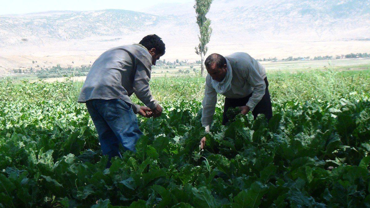 Bitlis\'teki Şeker Pancarı Üreticileri Mahsulden Memnun