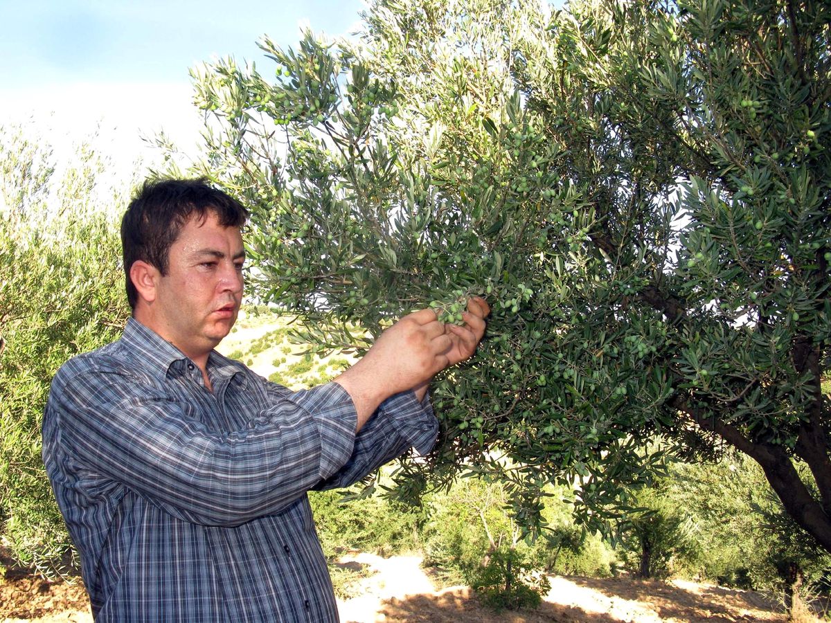 Her Derde Deva Zeytin Yağı