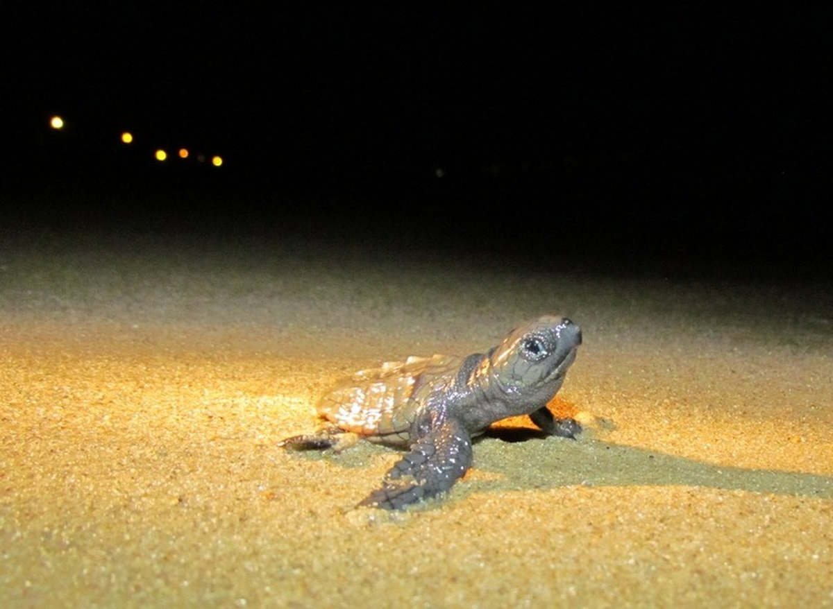 Kuşadası\'nda Caretta Caretta Yavrulamasında Rekor