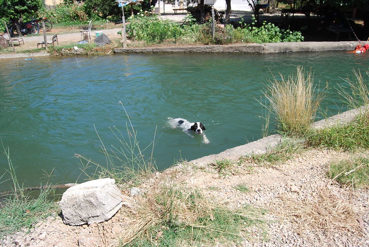 Sokak Köpeğinin Serinleme Keyfi