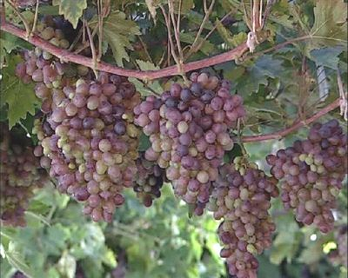 Bağcılar Belediyesi\'nin Nostaljik Sofrası "Üzüm Bağı"Nda Kuruldu