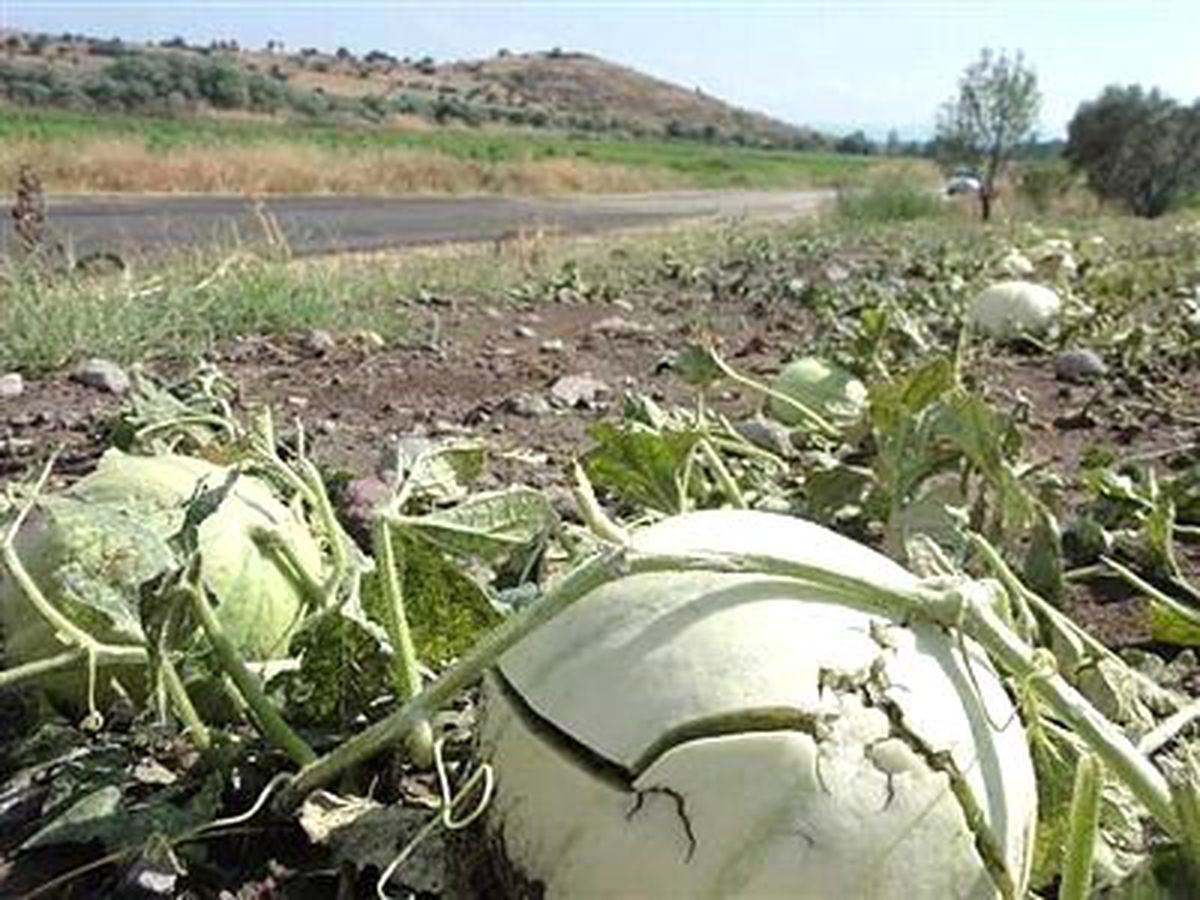 Gönen\'de Dolu Çiftçiyi Perişan Etti
