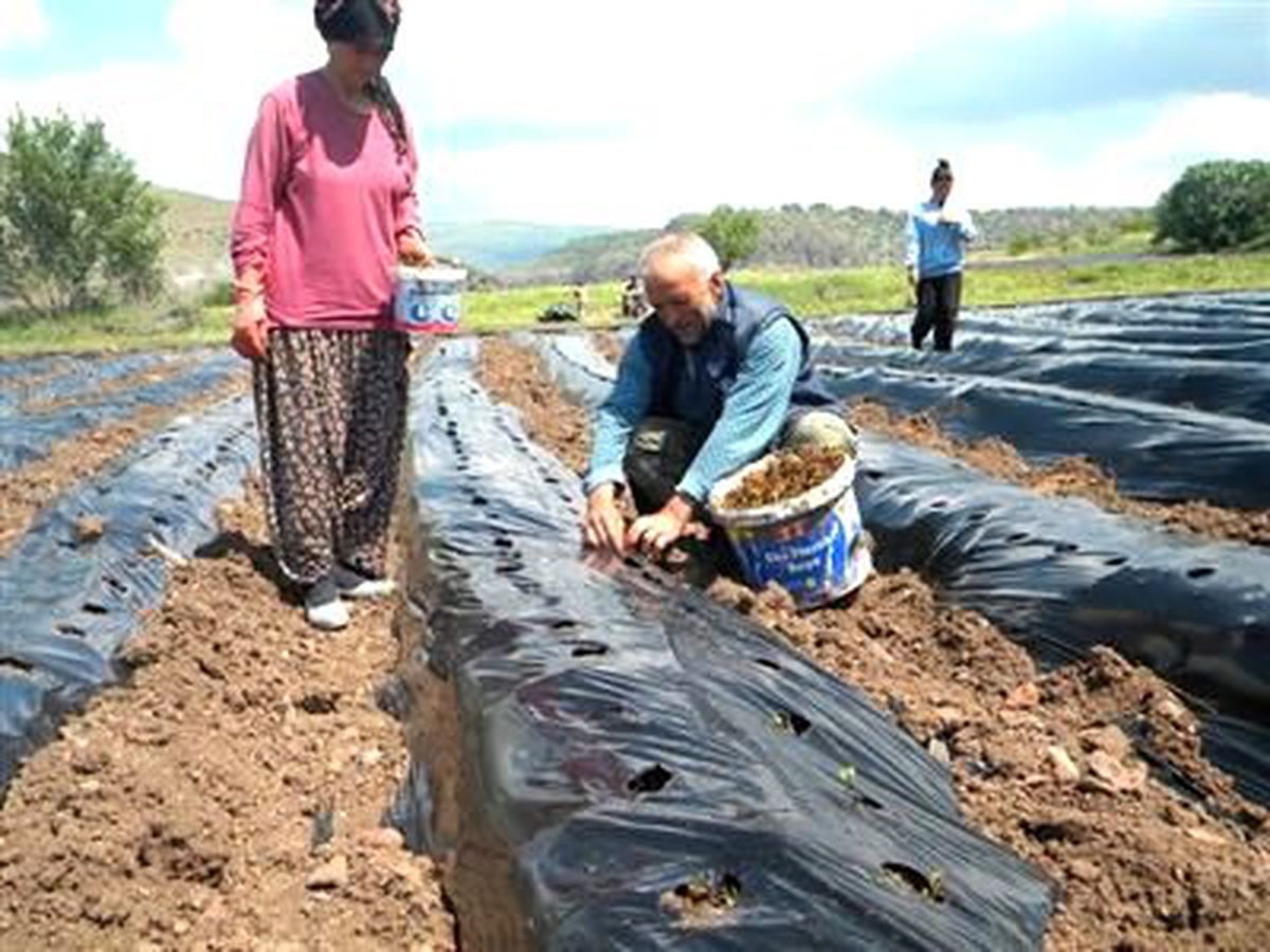 Güdül Çileği Çok Yakında Sofraları Süsleyecek