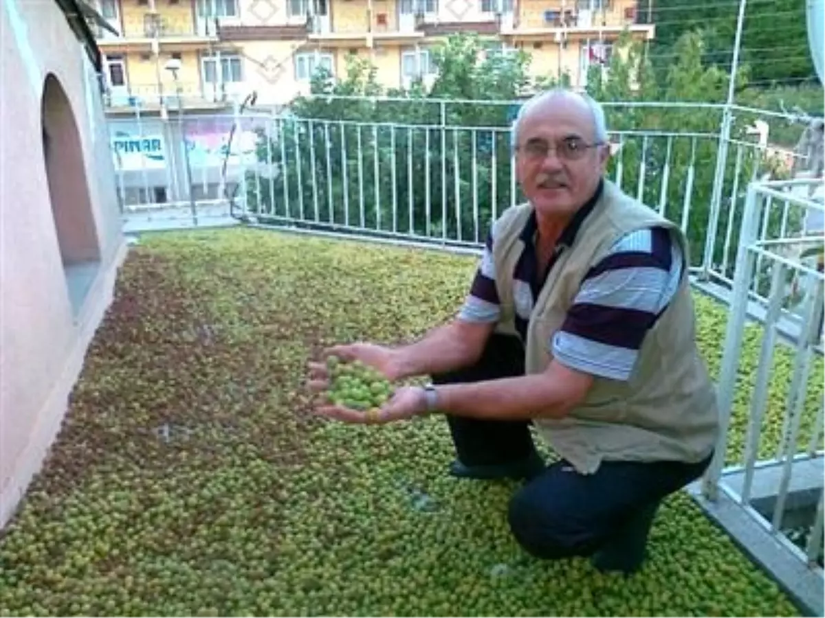 Hisarcık\'ta Yaban Eriği Bereketi