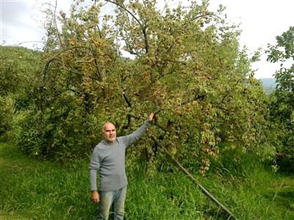 Şenköy\'de Onlarca Kızılcık Ağacı Kurumaya Terk Edildi