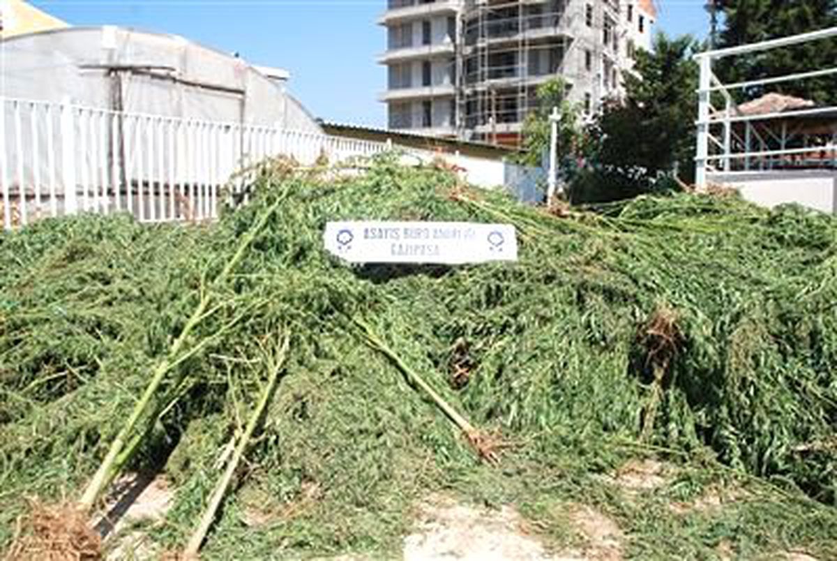 Serada Kenevir Yetiştirdiler