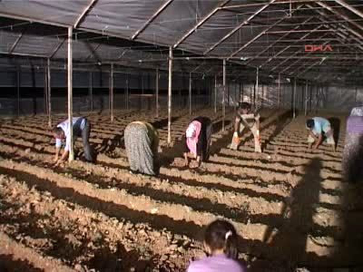 Seralarda Gece Mesaisi Başladı