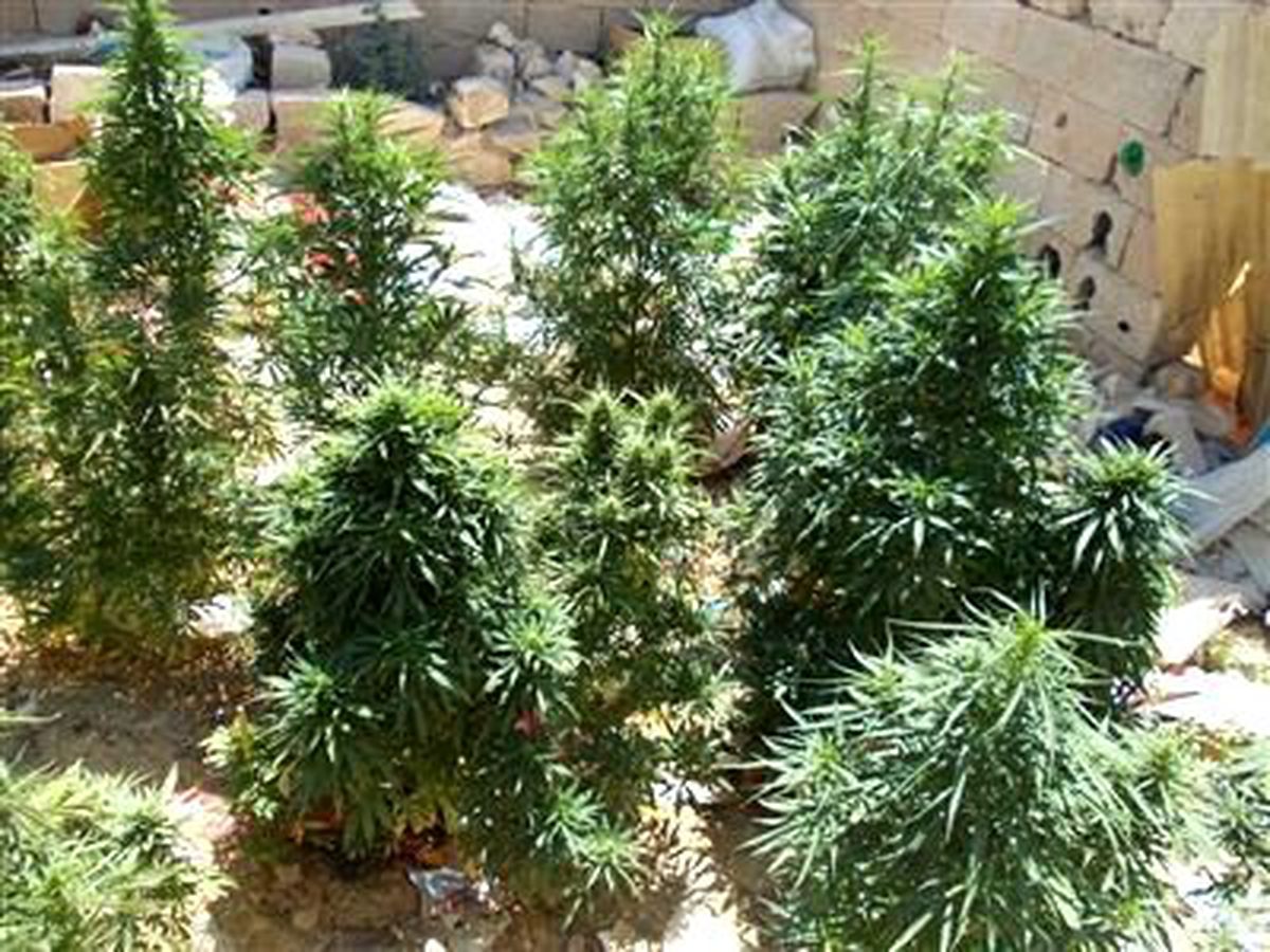 220 Kök Hint Keneviri Ele Geçirildi