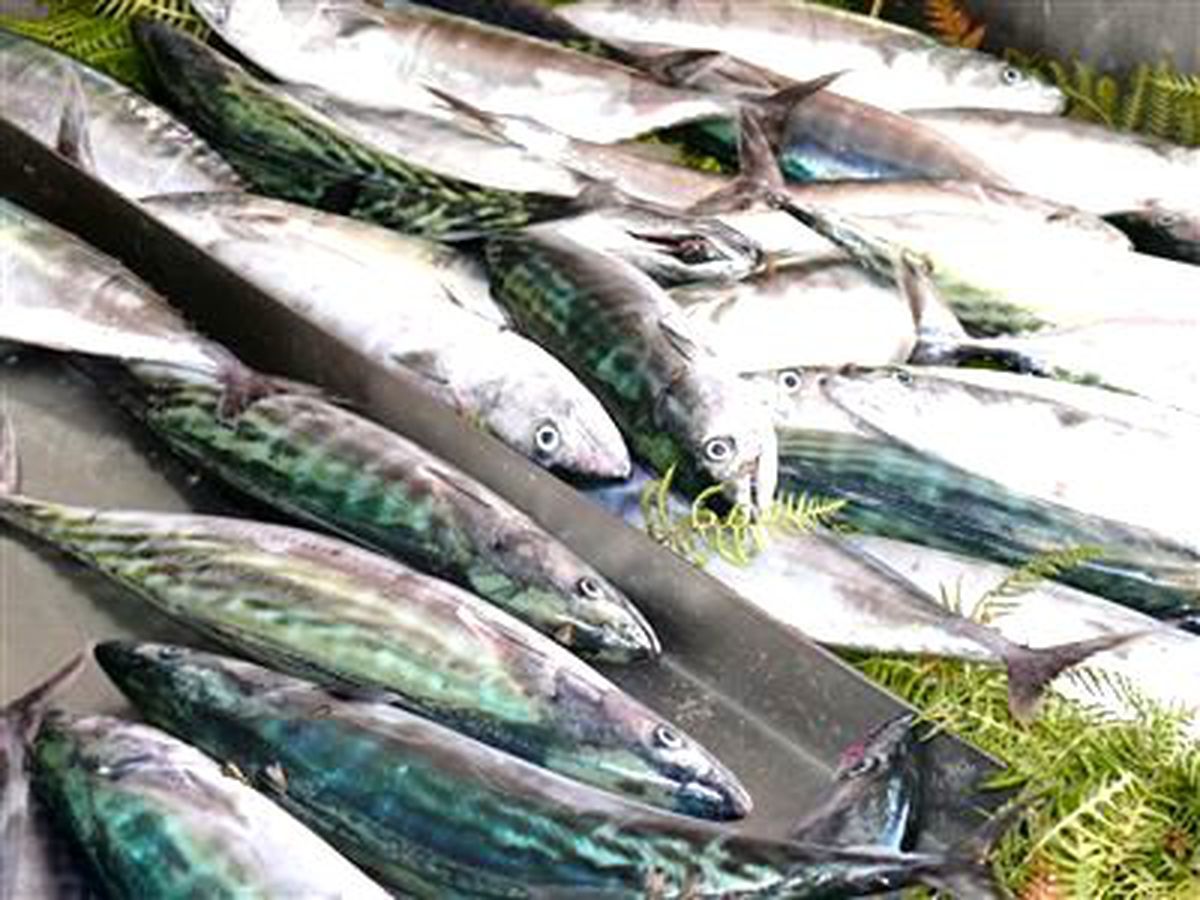 Çatalzeytin\'de Palamut Sezonu Açıldı