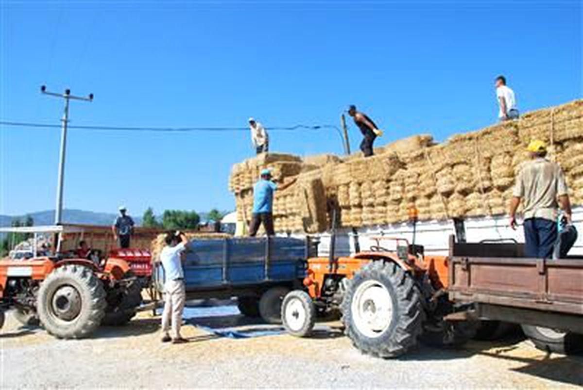 Karaborsaya Düşen Saman, Tırlarla Satılmaya Başladı