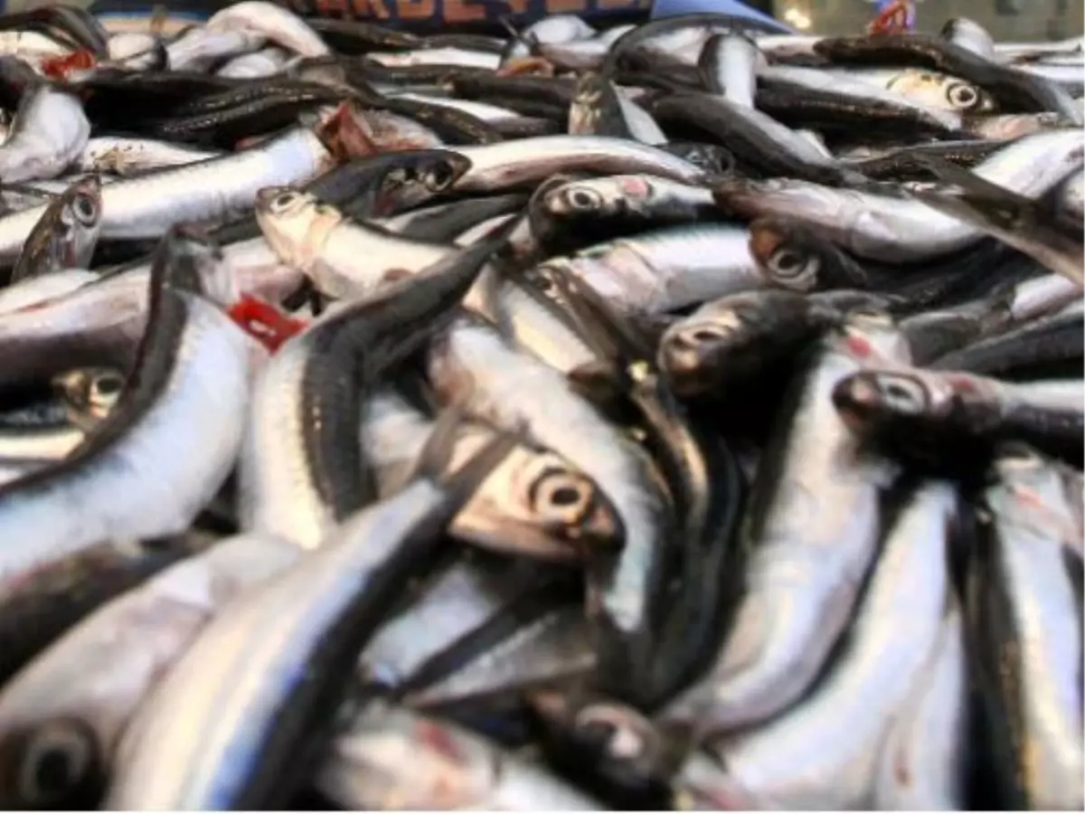 Kocaeli'de Balık Fiyatları