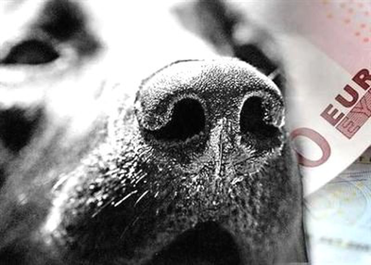 Para Kaçıranları Labrador Avlıyor
