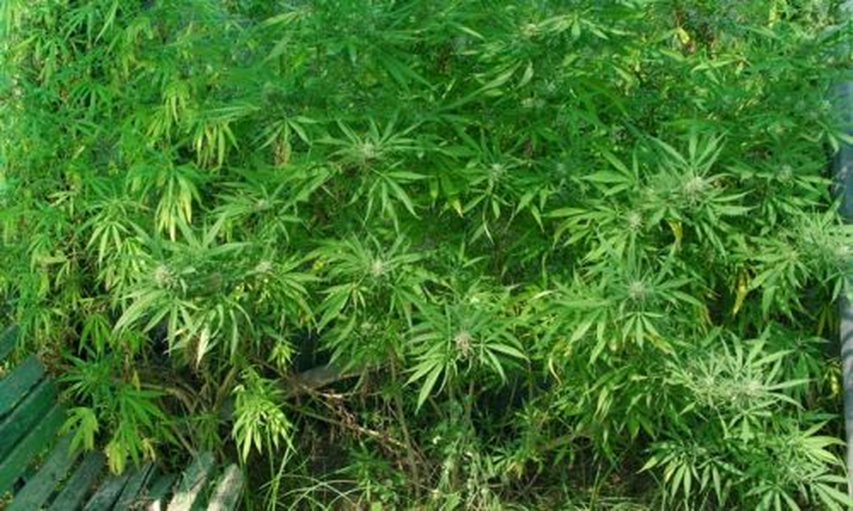 Roma\'nın Altında Dev Marihuana Tarlası Bulundu