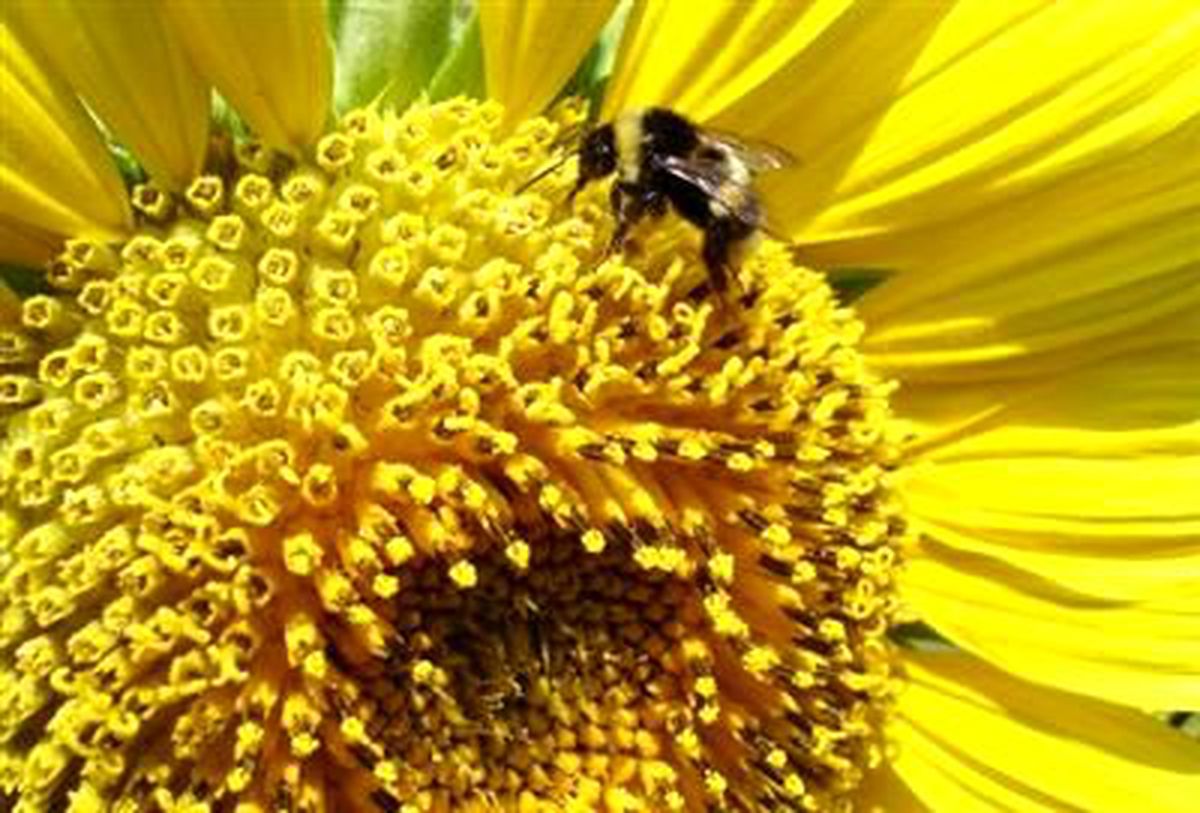 Antalya\'dan Altı Ülkeye Bombus Arısı İhraç Ediliyor