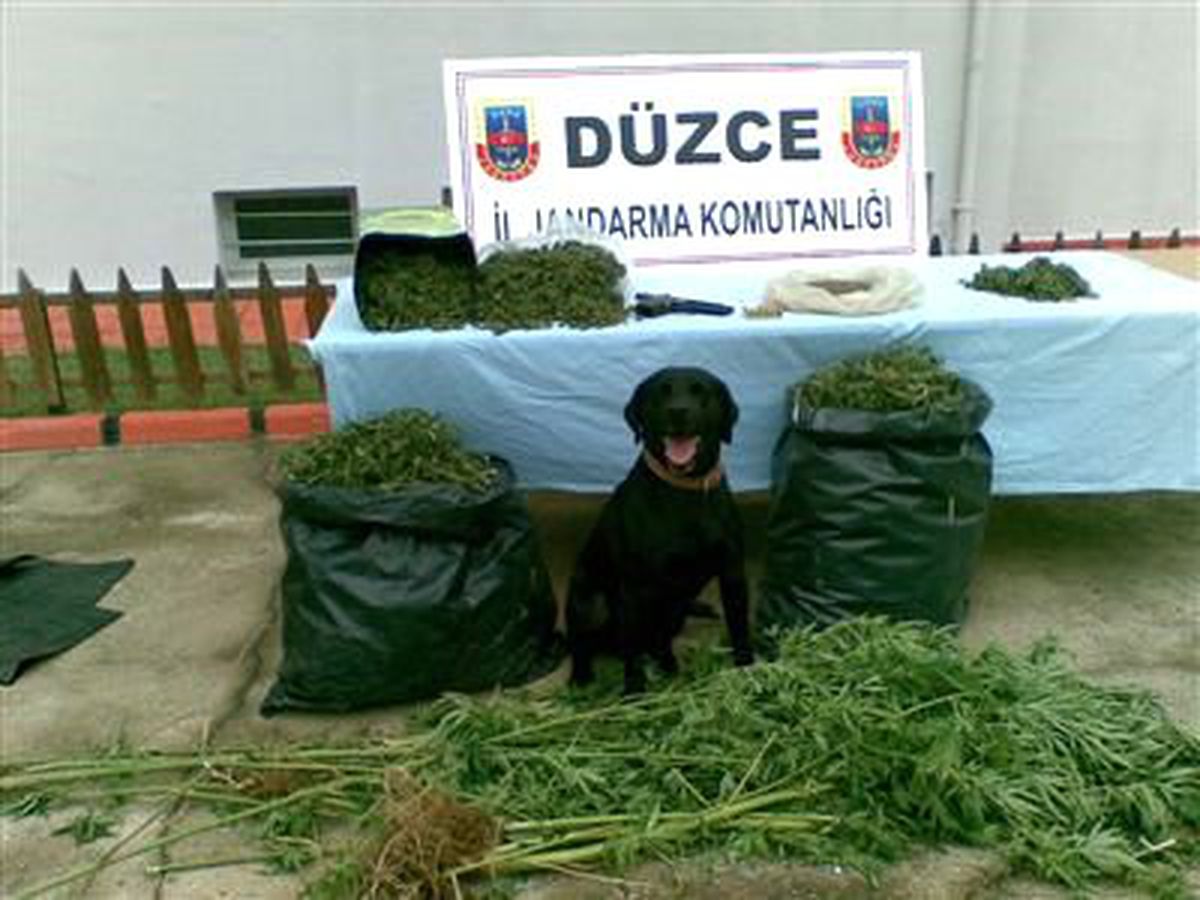 Düzce\'de Uyuşturucu Operasyonları