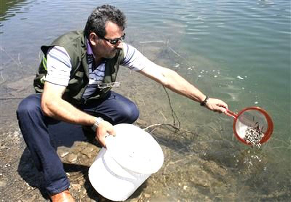 İki Baraja 100 Bin Yavru Alabalık Salındı