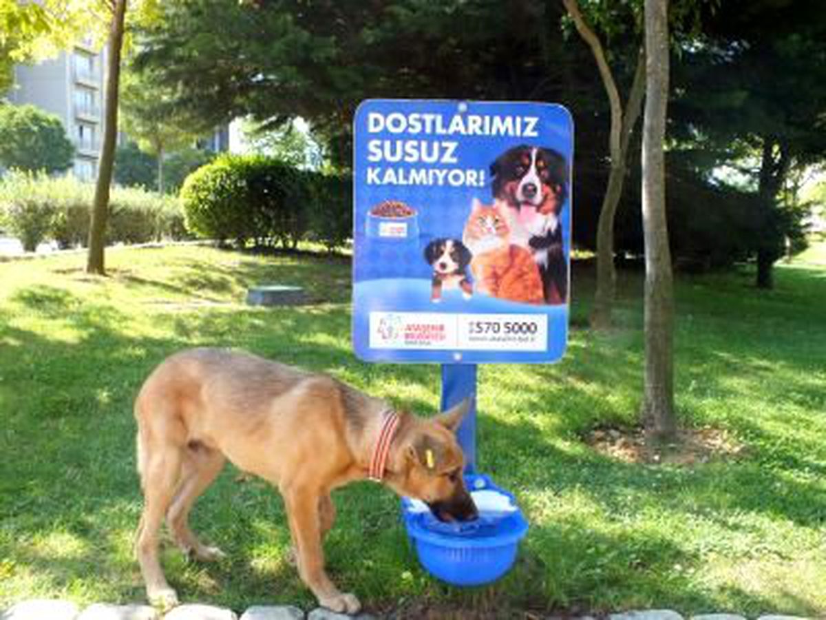 Onlar İçin Sadece Su ve Goody Yeterli