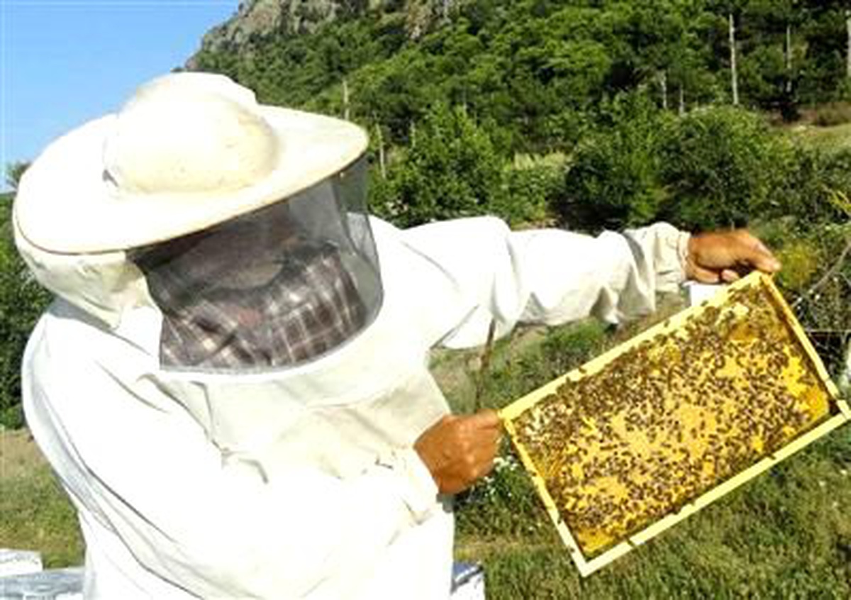 Yılın İlk Kestane Balı Piyasaya Sunuldu