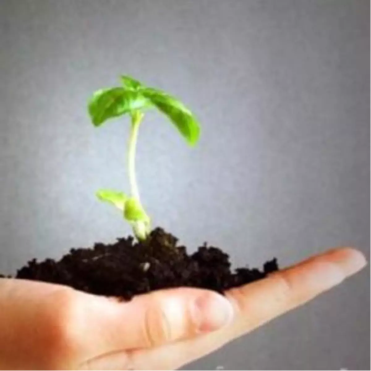 4 Yılda 5 Milyon Ceviz Fidanı Toprakla Buluşturulacak