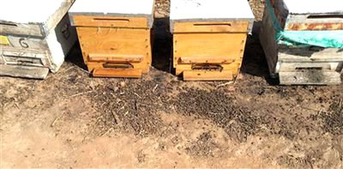 Aydın'da Arılar Toplu Olarak Ölmeye Başladı