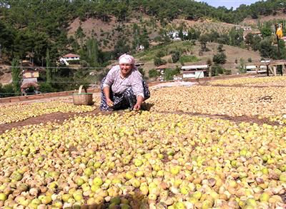 Düzenli Hasat Kuru İncirde Zararı En Aza İndiriyor