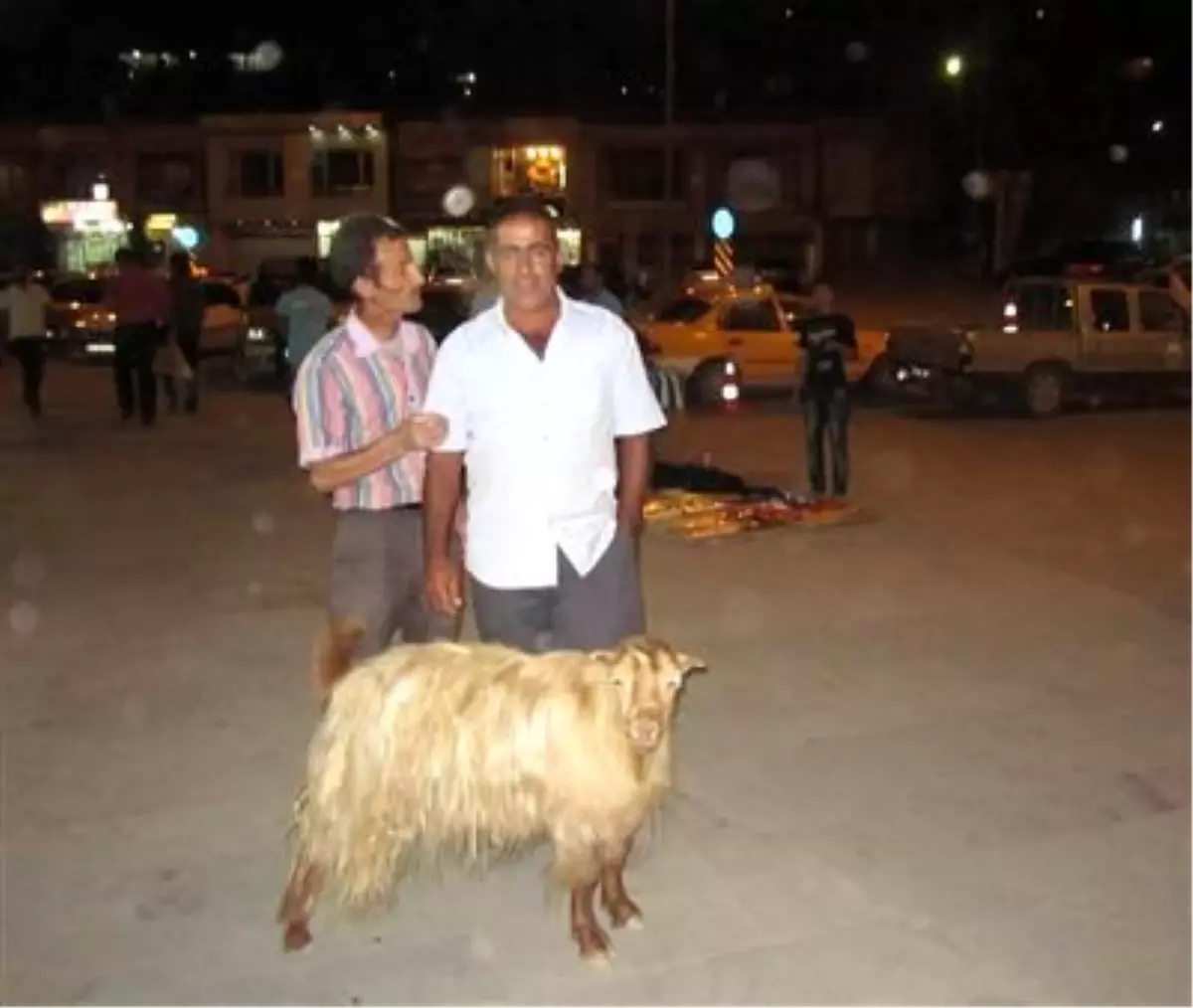 Hakkari\'de İlginç Bir İnsan Hayvan İlişkişi