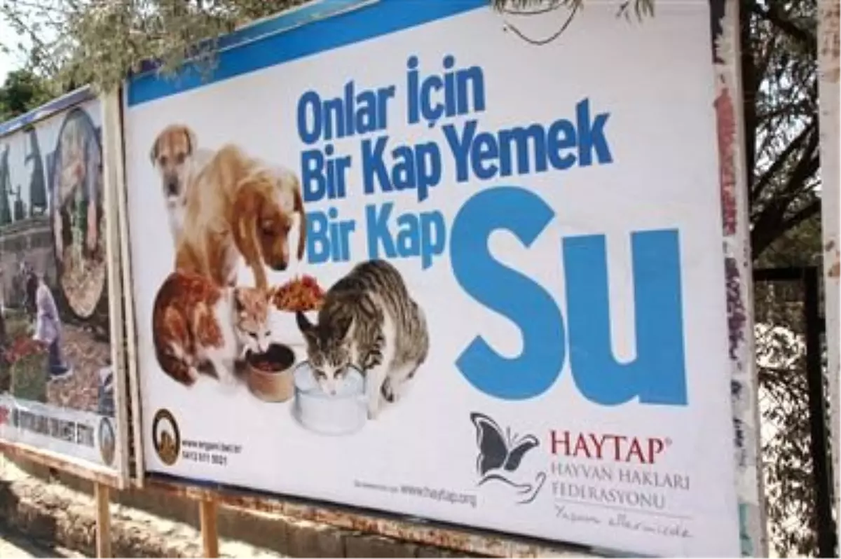 Hayvanlar İçin Evlerinizin Önüne Bir Kap Su Bırakın
