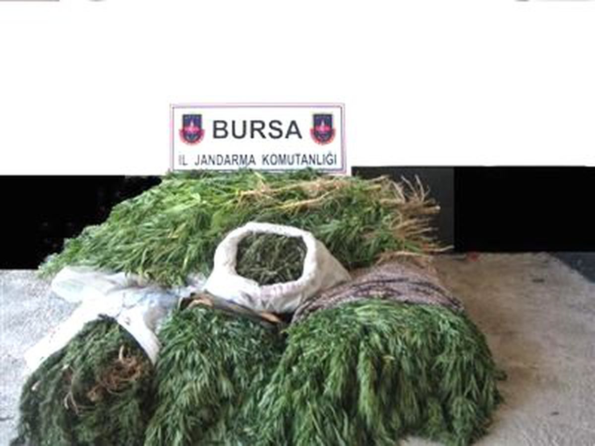 Jandarmadan Uyuşturucu Baskını
