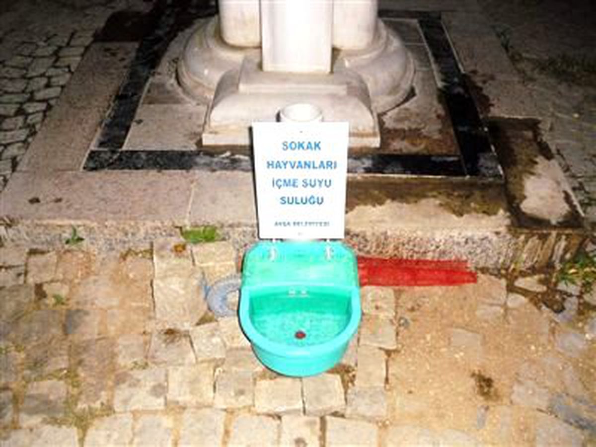 Avşa Belediyesi Sokak Hayvanlarını Unutmadı