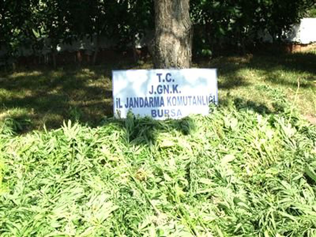 Bursa\'da Kenevir Operasyonu