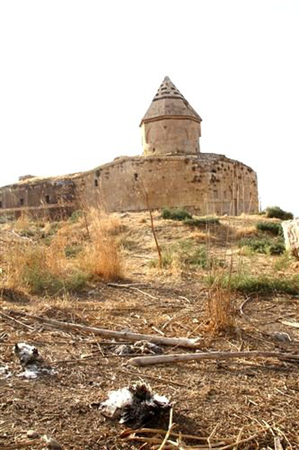 Çarpanak Adası\'nda Kuş Ölümleri