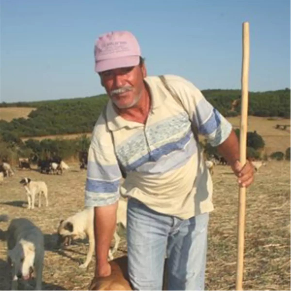 Çobana Köpek Cezası...(2)