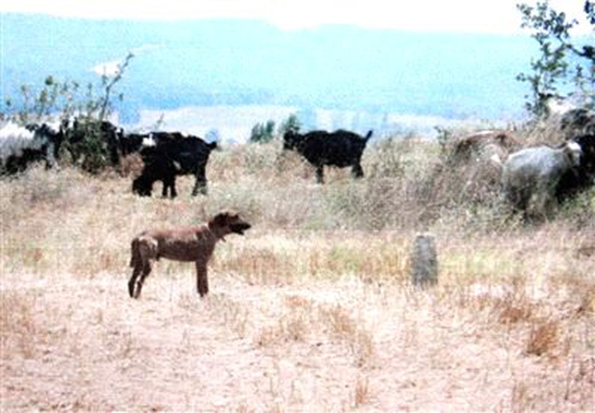 Çobana Köpek Cezası