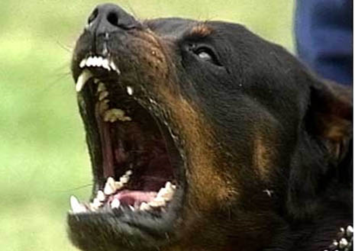 Köpeğin Saldırdığı Çocuk Öldü