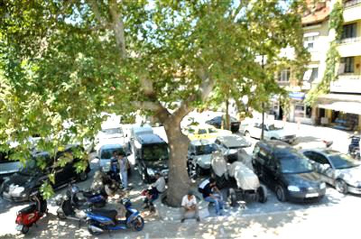 Milas\'ın Halı Pazarı Park Oluyor