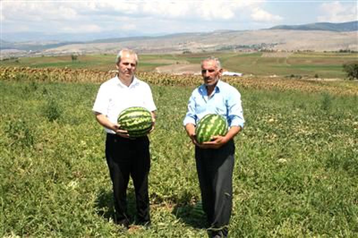 Vezirköprü\'de Karpuz Yetiştiriciliği Yaygınlaşıyor