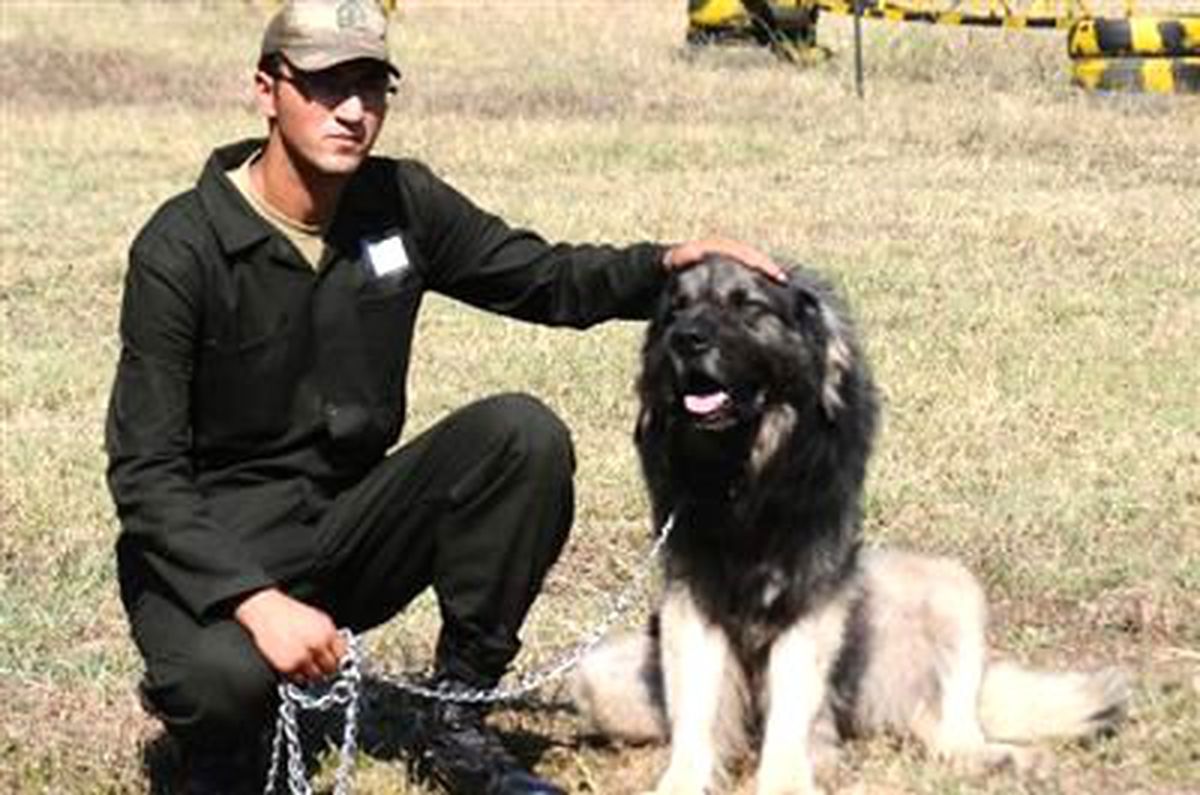 Arama Kurtarma Köpekleri Böyle Eğitiliyor