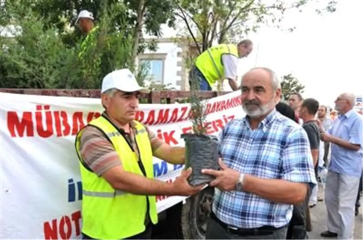 Belediye Mezarlıkta Fidan Dağıttı