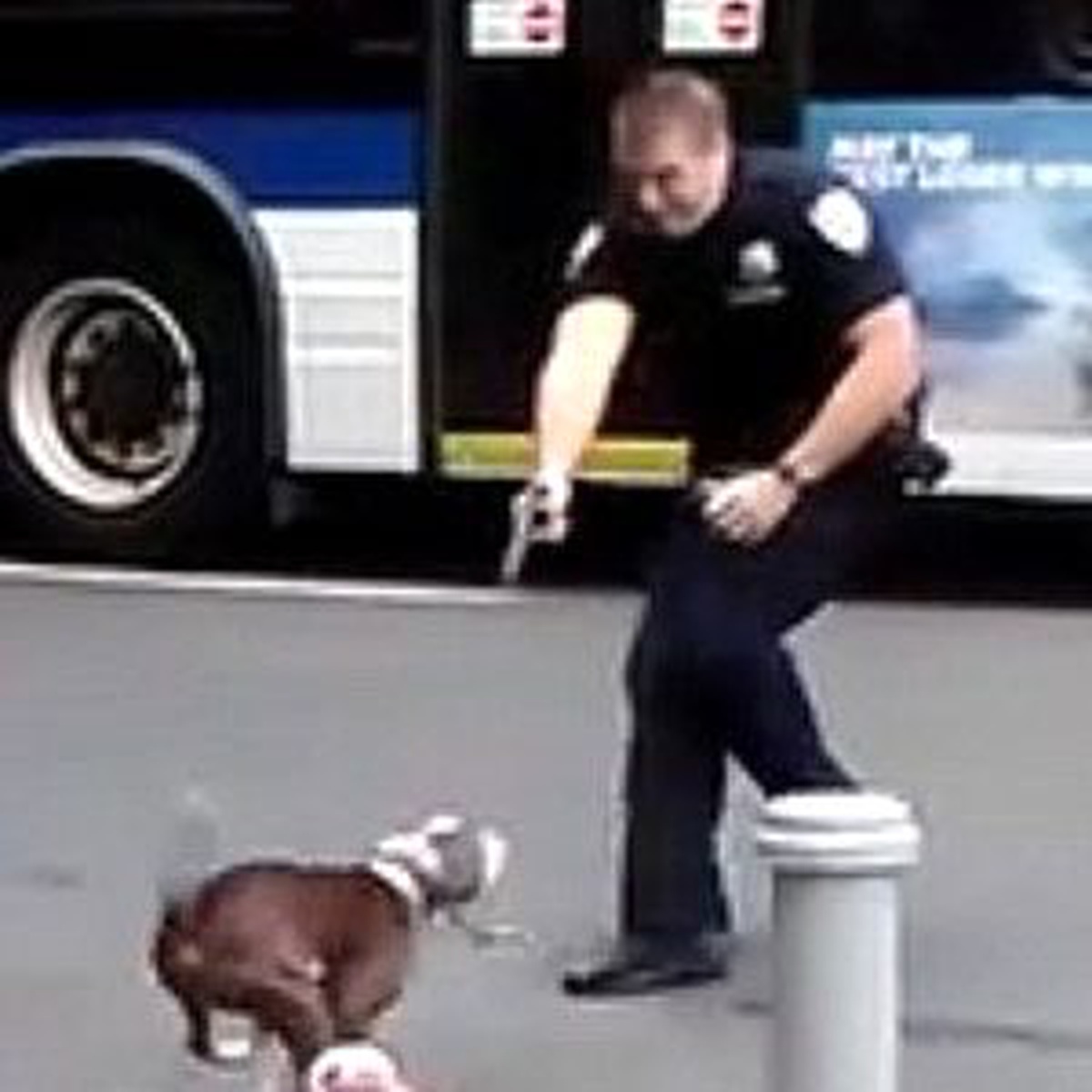New York Polisi Bu Kez de Bir Köpeği Cadde Ortasında Vurdu