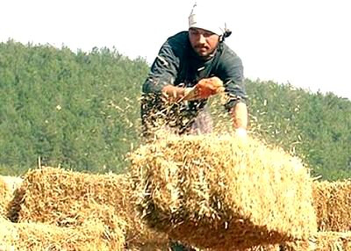 Türkiye \'İthal Ot\'a Hazırlanıyor