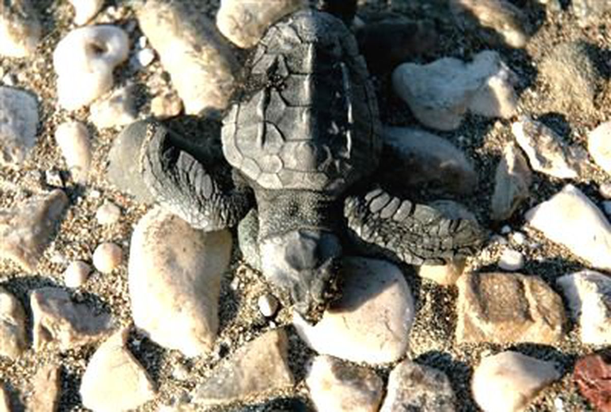 Yavru Caretta Caretta Denize Ulaşamadı