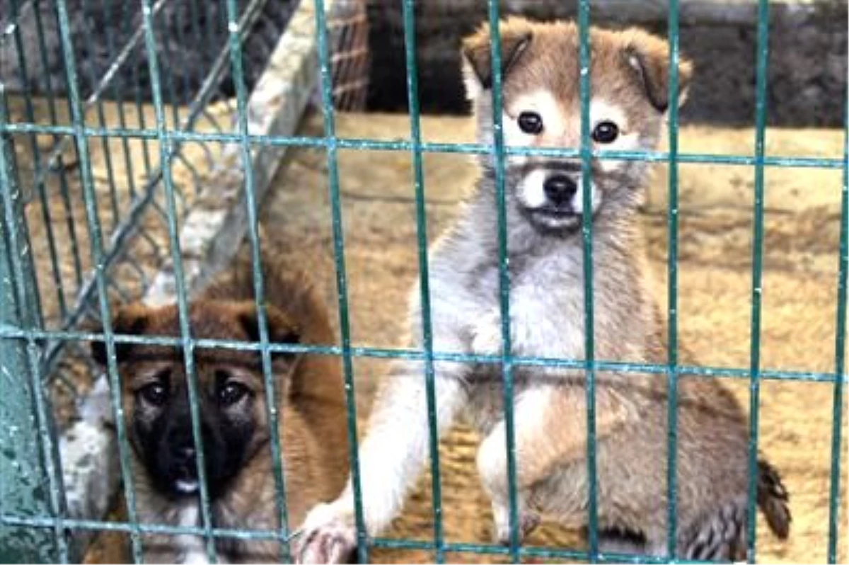 Çankaya Belediyesi, Barınaktaki Hayvanlara Sıcak Yuva Arıyor