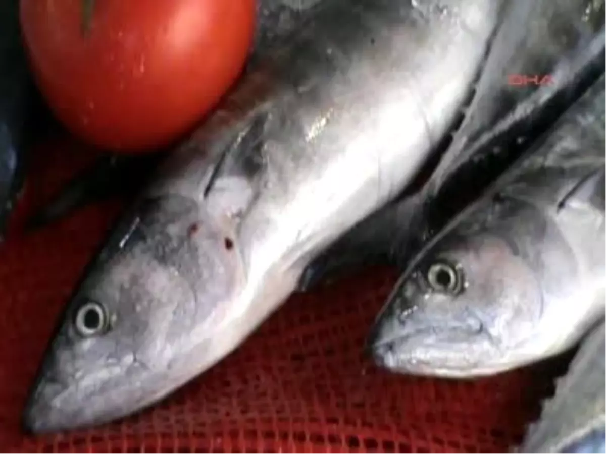 Palamudun Bolluğu Su Sıcaklığına Bağlı