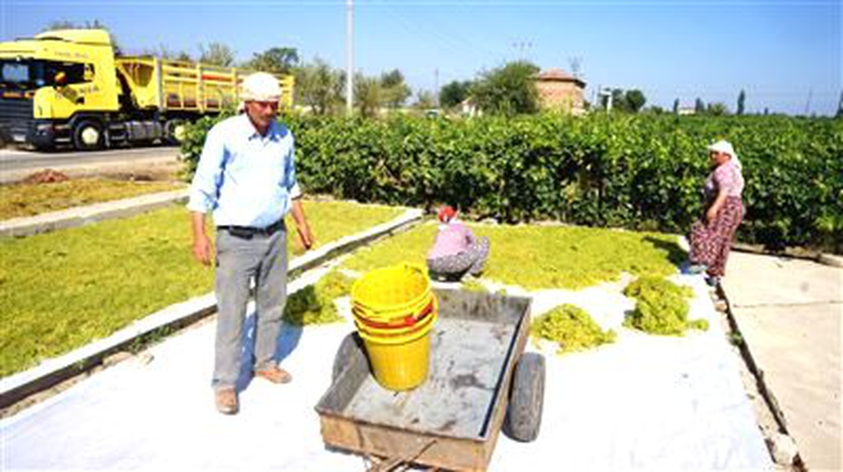 Tariş Üzüm Birliği Yönetim Kurulu Üyesi Urgancı Açıklaması