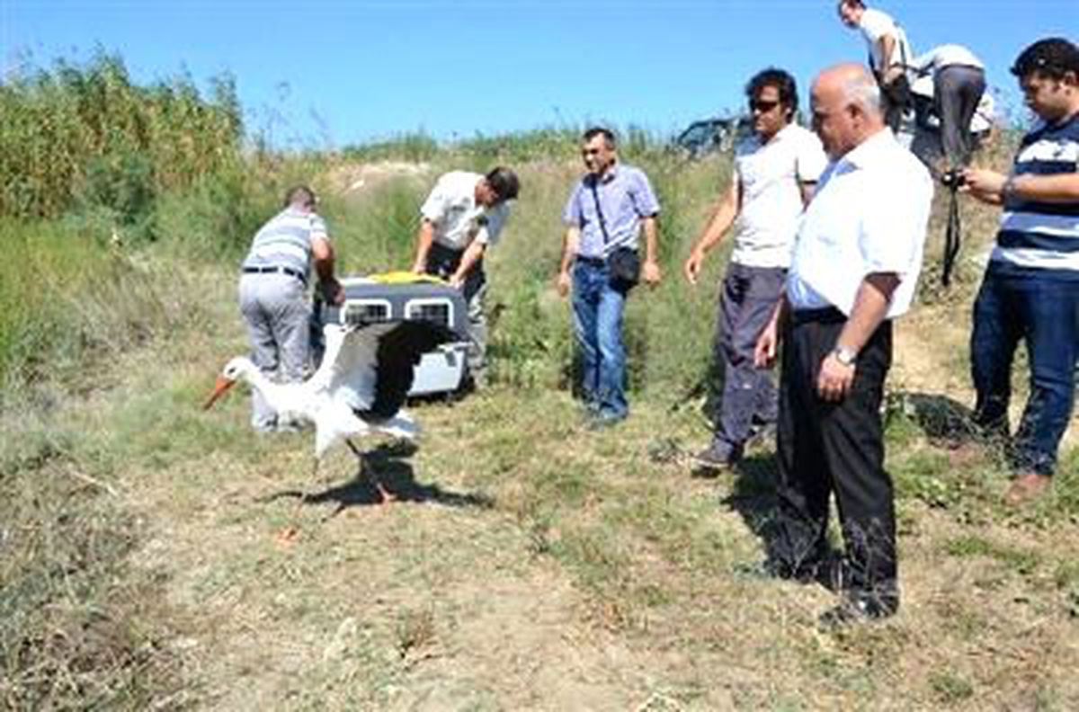 Tedavi Ettirip, Doğaya Saldılar